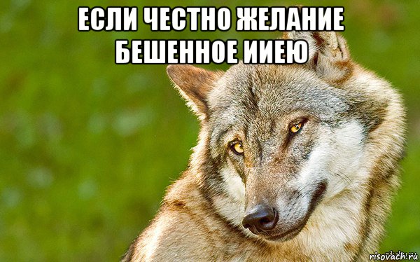 если честно желание бешенное ииею , Мем   Volf