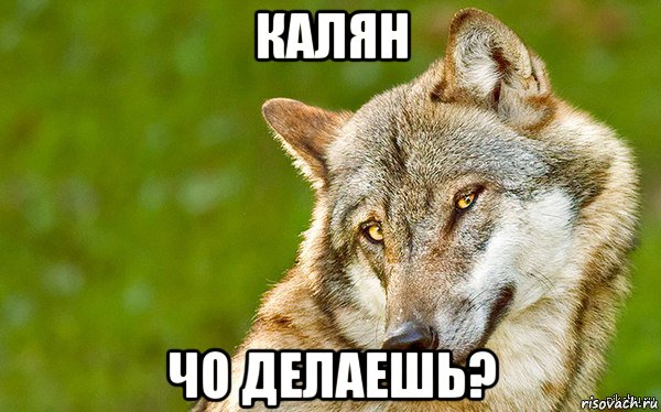 калян чо делаешь?, Мем   Volf