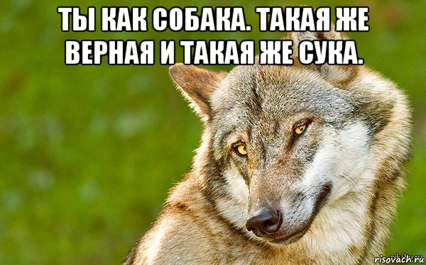 ты как собака. такая же верная и такая же сука. , Мем   Volf