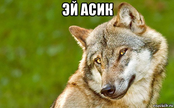 эй асик , Мем   Volf