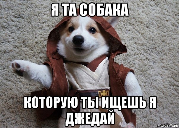 я та собака которую ты ищешь я джедай, Мем Я та собака