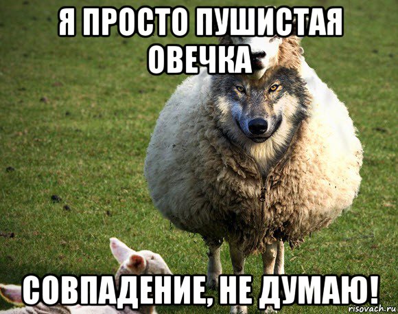 я просто пушистая овечка совпадение, не думаю!, Мем Злая Овца