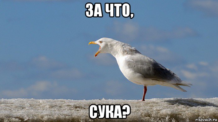 за что, сука?