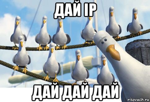 дай ip дай дай дай