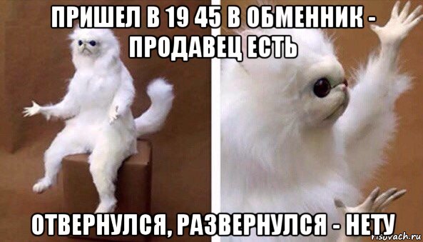 пришел в 19 45 в обменник - продавец есть отвернулся, развернулся - нету, Мем Чучело кота