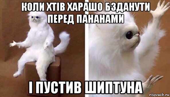 коли хтів харашо бзданути перед пананами і пустив шиптуна, Мем Чучело кота