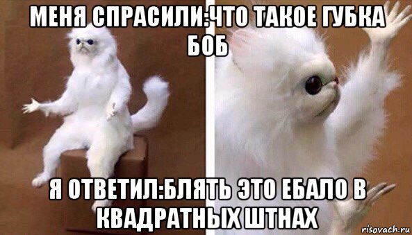 меня спрасили:что такое губка боб я ответил:блять это ебало в квадратных штнах, Мем Чучело кота