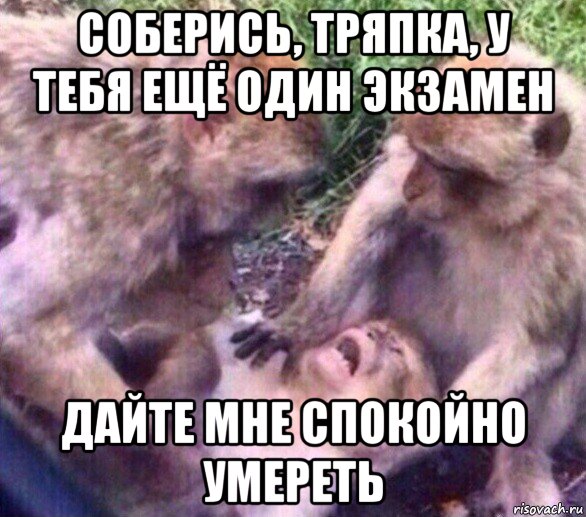 соберись, тряпка, у тебя ещё один экзамен дайте мне спокойно умереть