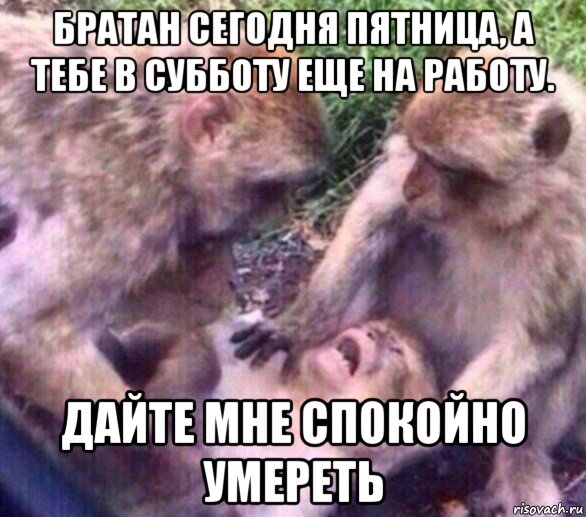 братан сегодня пятница, а тебе в субботу еще на работу. дайте мне спокойно умереть