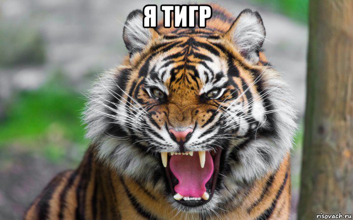 я тигр 