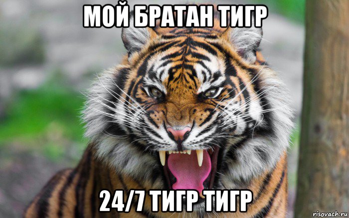 мой братан тигр 24/7 тигр тигр, Мем ДЕРЗКИЙ ТИГР