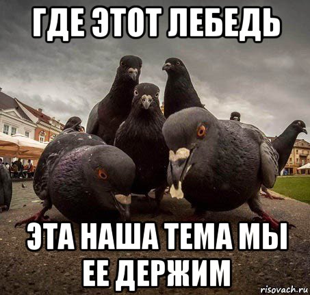 где этот лебедь эта наша тема мы ее держим, Мем Голуби гопники