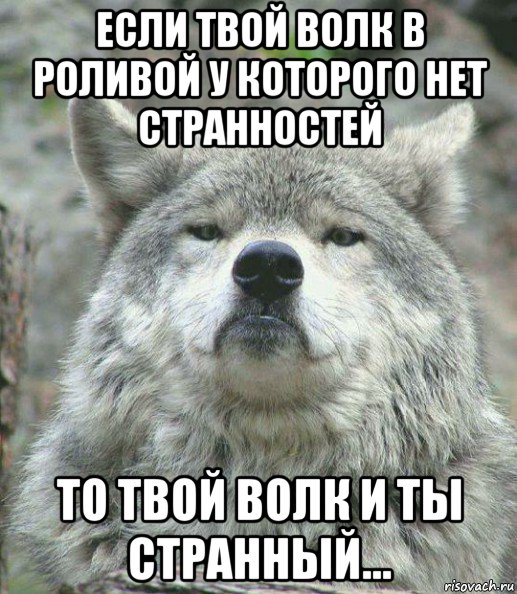 если твой волк в роливой у которого нет странностей то твой волк и ты странный..., Мем    Гордый волк