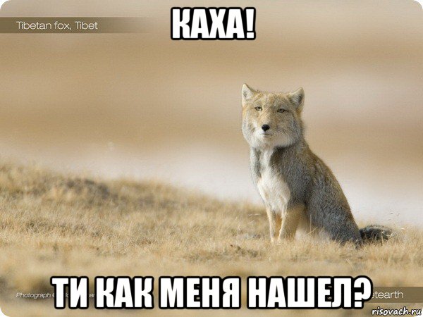 каха! ти как меня нашел?
