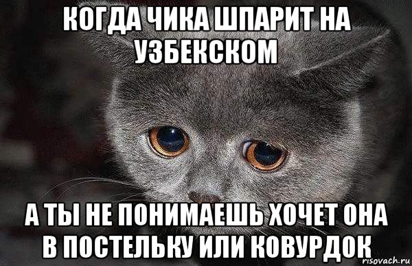 когда чика шпарит на узбекском а ты не понимаешь хочет она в постельку или ковурдок, Мем  Грустный кот