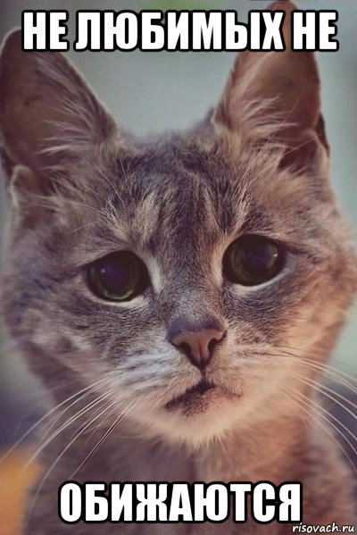 не любимых не обижаются