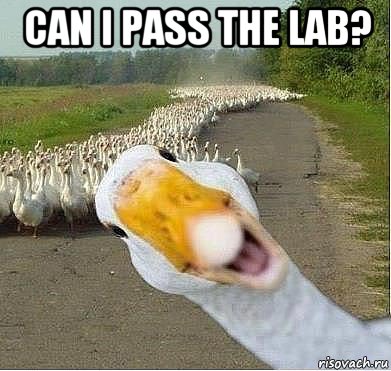 can i pass the lab? , Мем Гусь