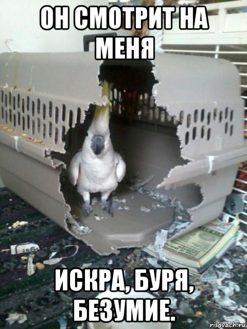 он смотрит на меня искра, буря, безумие., Мем Хули тебе тут надо