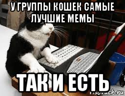 у группы кошек самые лучшие мемы так и есть, Мем Кошка за компьютером