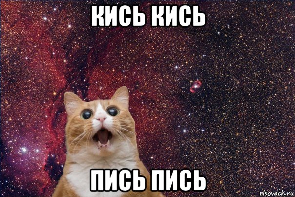 кись кись пись пись, Мем кот космос