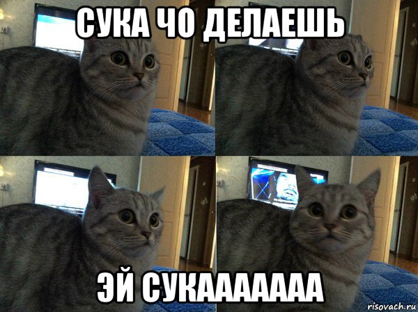 сука чо делаешь эй сукааааааа, Мем  Кот в шоке