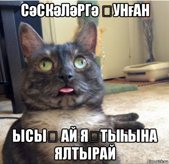 сәскәләргә ҡунған ысыҡ ай яҡтыһына ялтырай, Мем   Кот завис