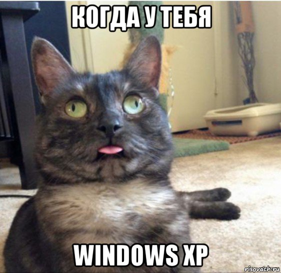 когда у тебя windows xp, Мем   Кот завис