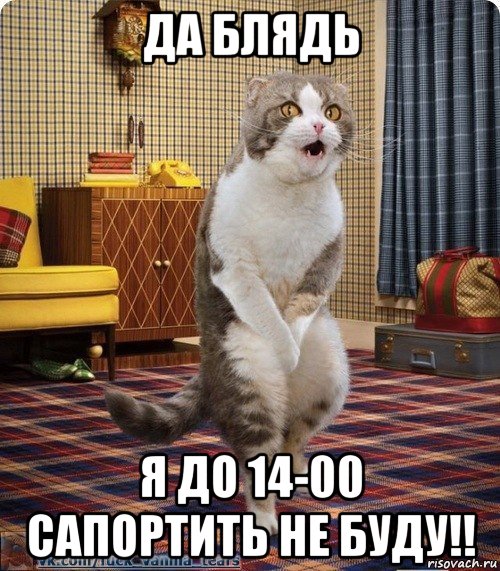 да блядь я до 14-00 сапортить не буду!!, Мем кот