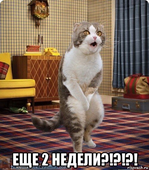  еще 2 недели?!?!?!, Мем кот