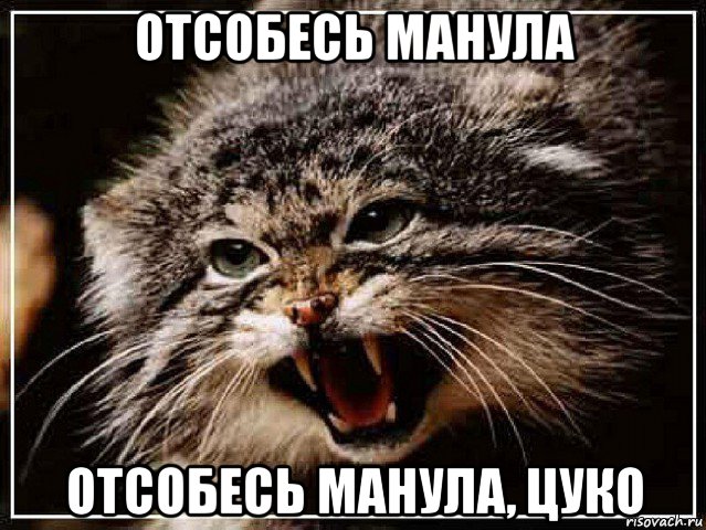 отсобесь манула отсобесь манула, цуко
