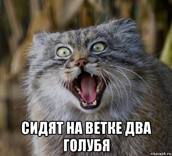  сидят на ветке два голубя, Мем Манул