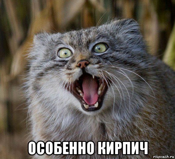  особенно кирпич, Мем Манул