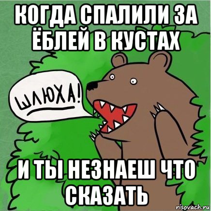 когда спалили за ёблей в кустах и ты незнаеш что сказать, Мем Медведь в кустах