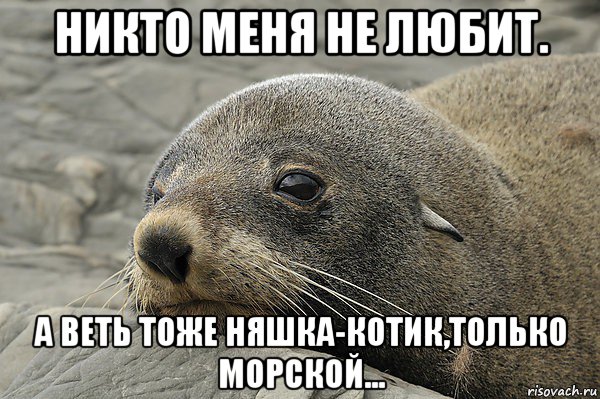 никто меня не любит. а веть тоже няшка-котик,только морской..., Мем морской котик