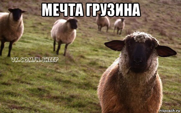 мечта грузина , Мем  Наивная Овца