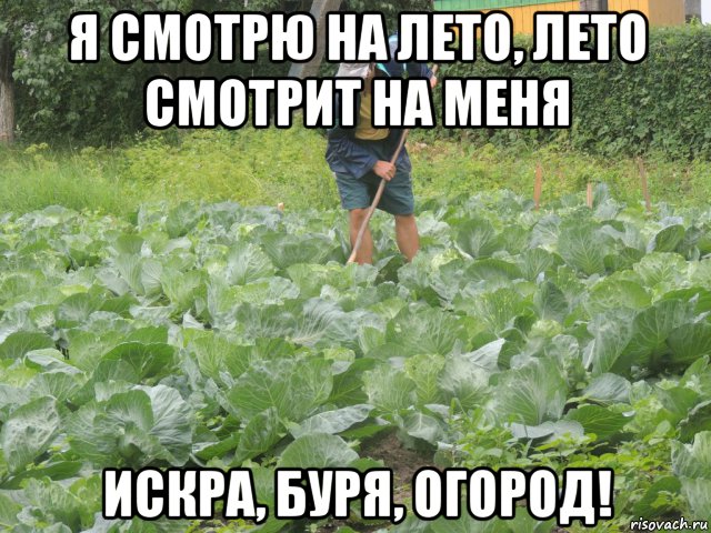 я смотрю на лето, лето смотрит на меня искра, буря, огород!