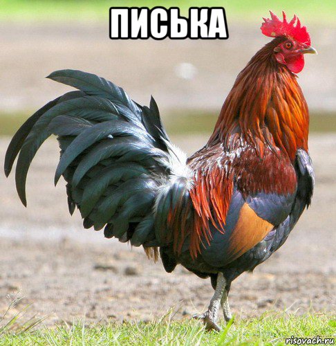 писька 