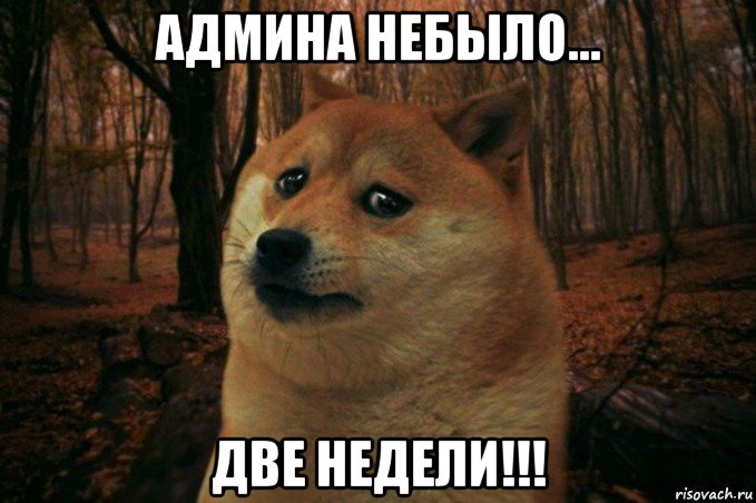 админа небыло... две недели!!!, Мем SAD DOGE