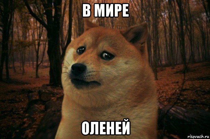 в мире оленей, Мем SAD DOGE