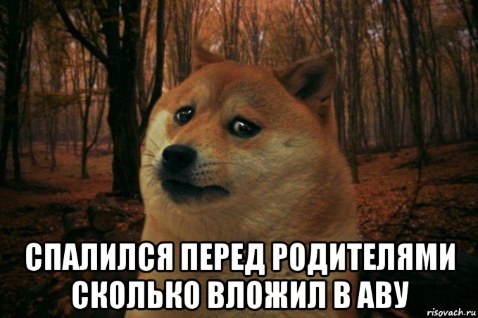  спалился перед родителями сколько вложил в аву, Мем SAD DOGE