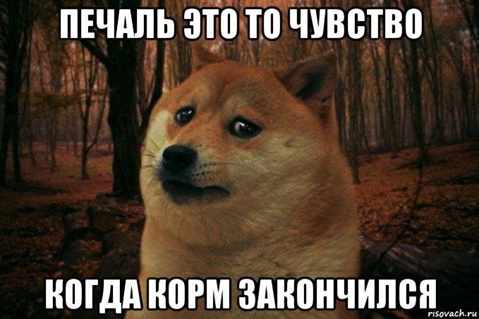 печаль это то чувство когда корм закончился, Мем SAD DOGE