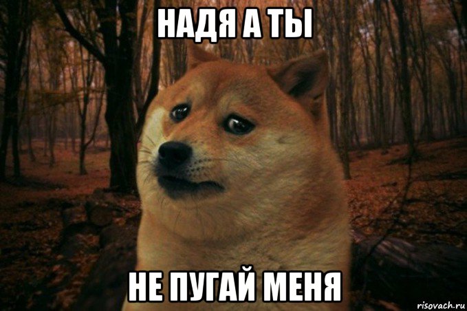 надя а ты не пугай меня, Мем SAD DOGE