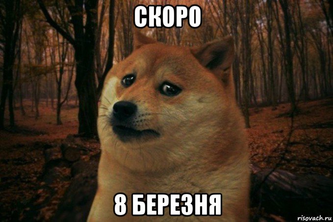 скоро 8 березня, Мем SAD DOGE