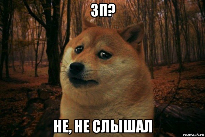 зп? не, не слышал, Мем SAD DOGE