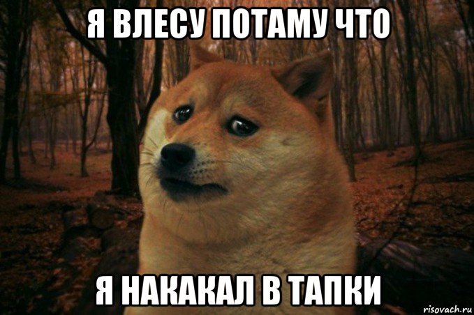 я влесу потаму что я накакал в тапки, Мем SAD DOGE