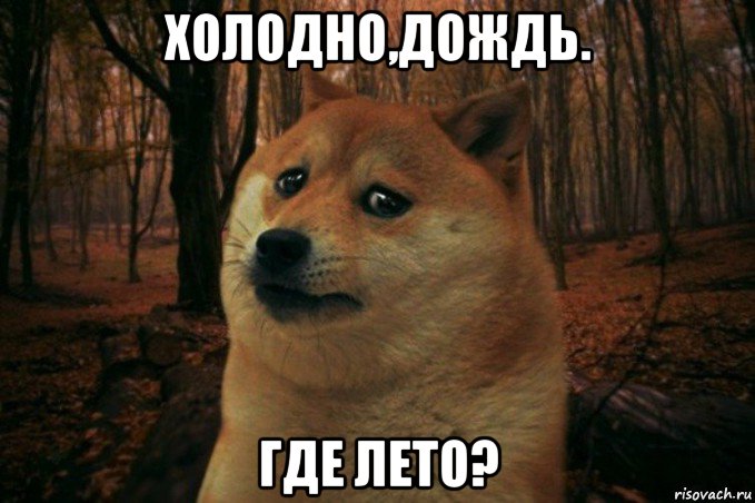 холодно,дождь. где лето?, Мем SAD DOGE