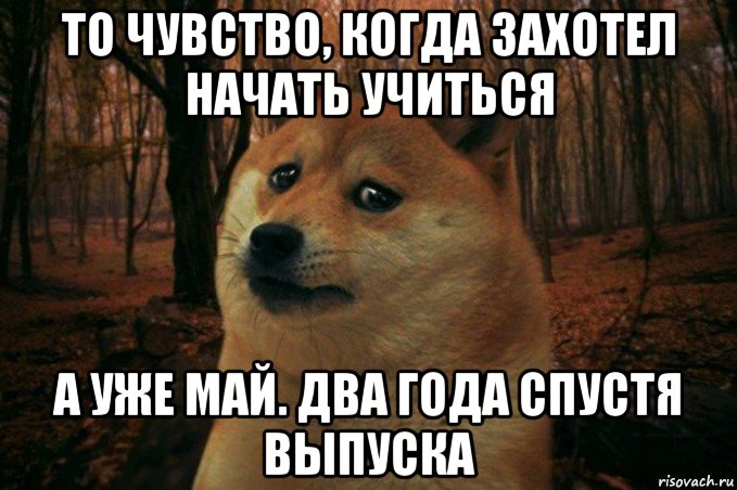 то чувство, когда захотел начать учиться а уже май. два года спустя выпуска, Мем SAD DOGE