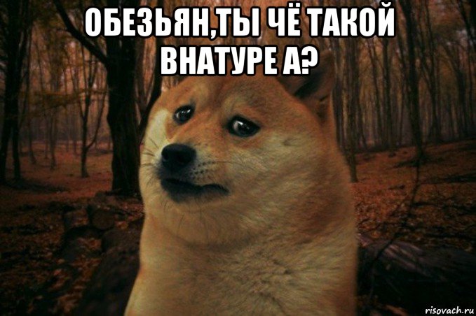 обезьян,ты чё такой внатуре а? , Мем SAD DOGE