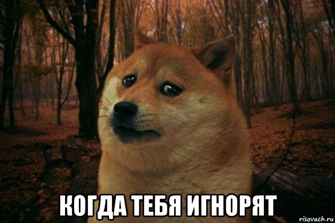  когда тебя игнорят, Мем SAD DOGE