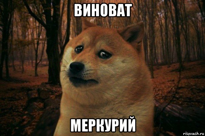 виноват меркурий, Мем SAD DOGE